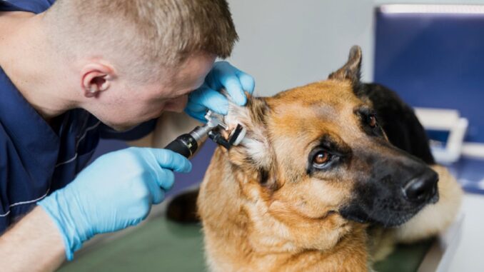 veterinarios-y-Covid-19-dstNtc