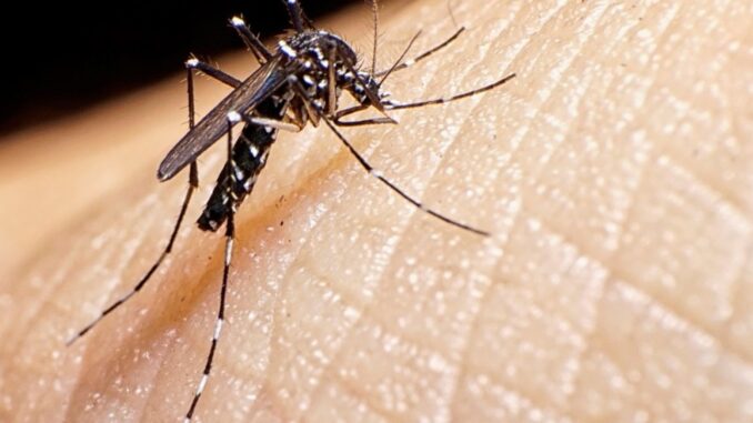 dengue-mosquito-1