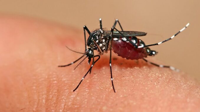 dengue2_900x400-py3su4wvxvj1ej0p11cr8zessrsdlgpko6ckjd1h7i