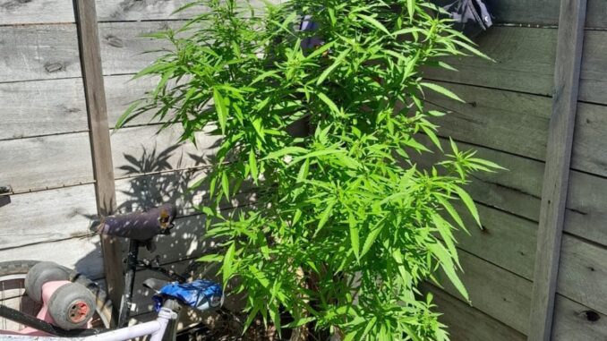 marihuana-planta-1080x675