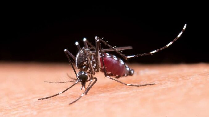mosquitodengue-1536x1024