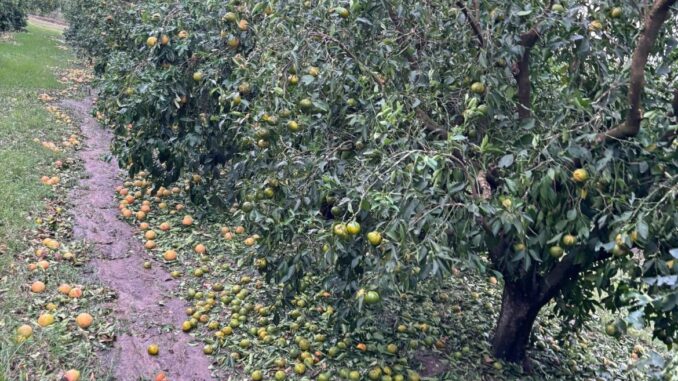 citrus-3-1170x694