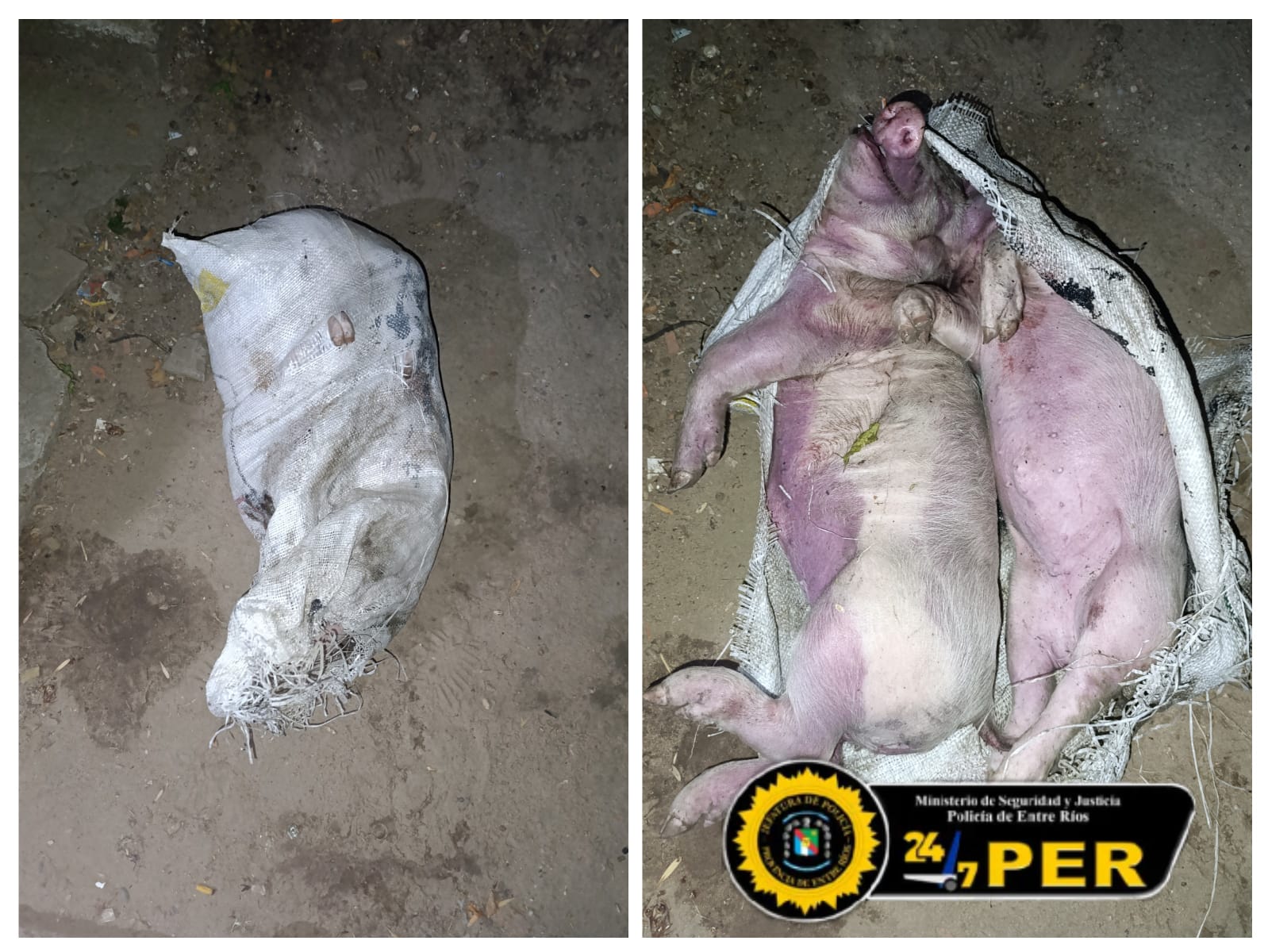 La Policía intervino tras un llamado de alerta y halló dos animales ocultos en una bolsa de arpillera