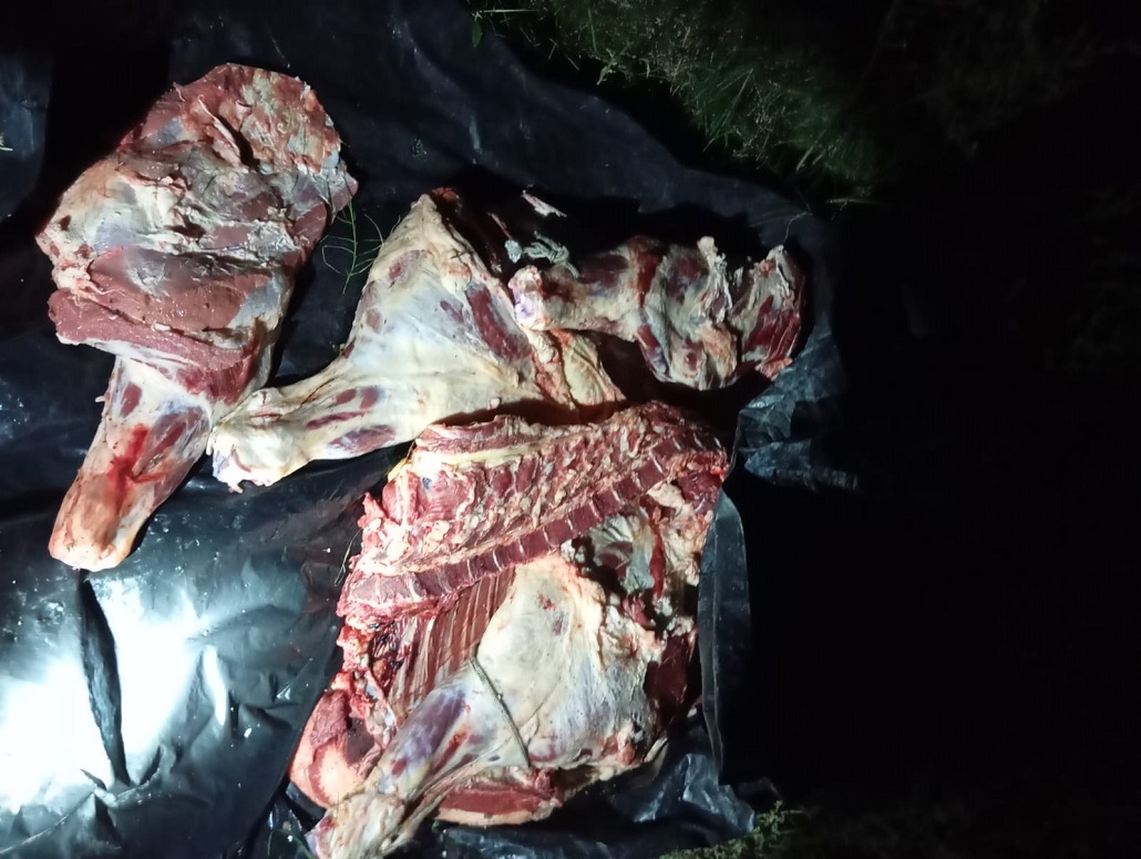 Operativo Blindaje: secuestran resto de lo que fue una vaquilla faenada en Ruta 127