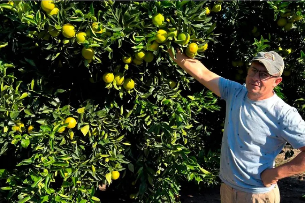 Citrus: La economía está parada, no hay consumo y nosotros vendemos postre», dijo un productor