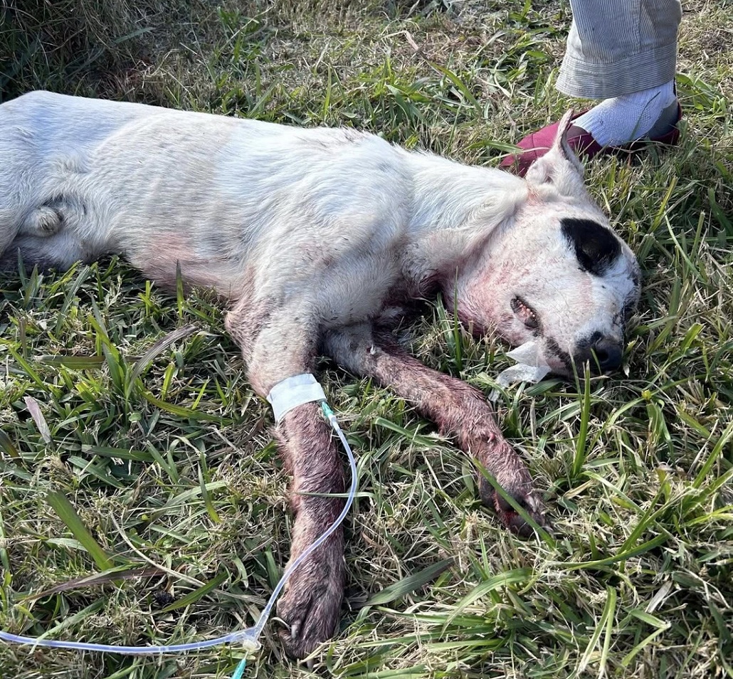 San Jaime: una ONG salvó a un perro que fue mordido por una yarará