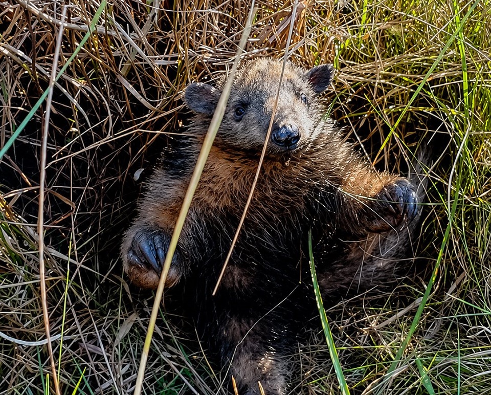 Registran la presencia de una cría de oso hormiguero, jamás registrada en Corrientes