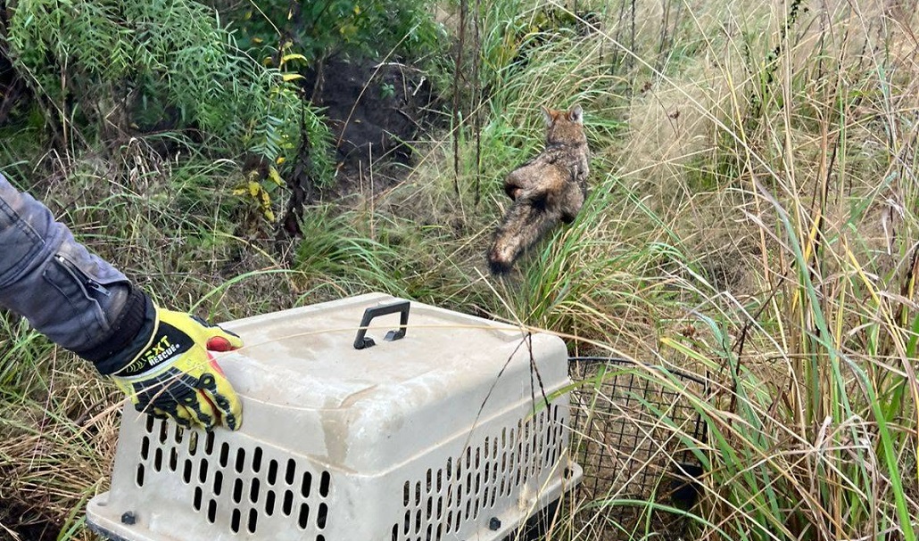 Bomberos de Chajarí liberaron un zorrito que se encontraba en un terreno de la ciudad