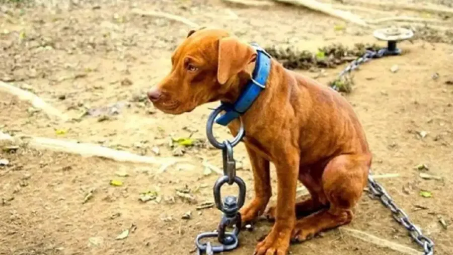 Concordia: condenaron a una mujer a una pena condicional por maltratar un animal